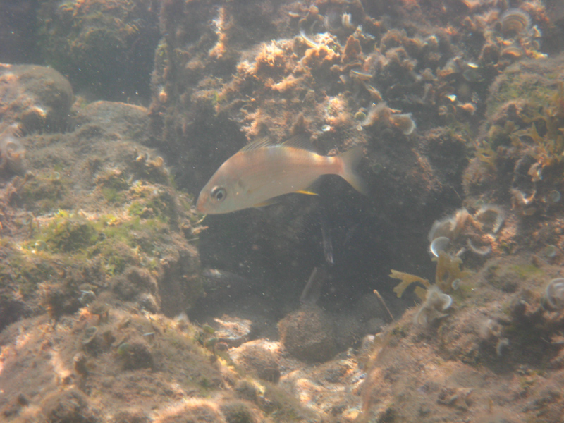 pescetto da riconoscere (Pomadasys incisus)